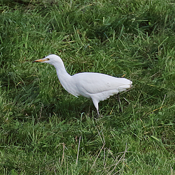 Cattle Egret