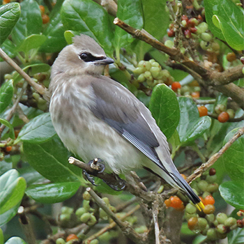Cedar Waxwing
