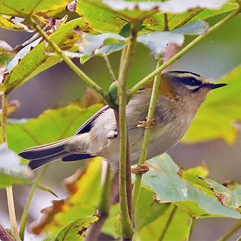 Common Firecrest