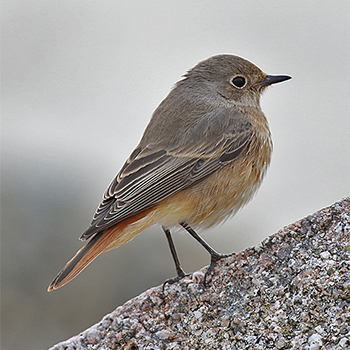 Common Redstart