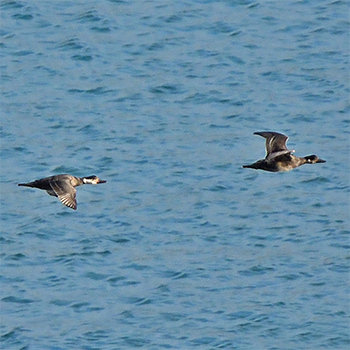 Common Scoter