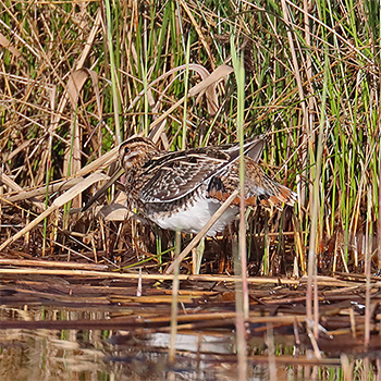 Common Snipe