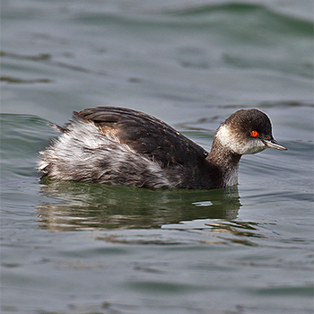 Eared (Black-necked) Grebe