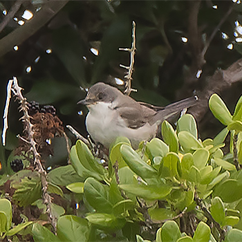 Eastern Orphean Warbler
