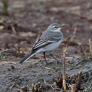 Eastern Yellow Wagtail