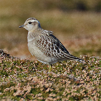 Eurasian Dotterel