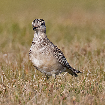 Eurasian Dotterel