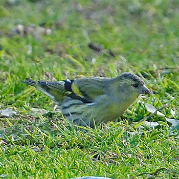 Eurasian Siskin
