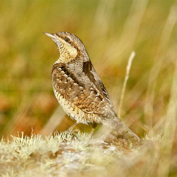 Eurasian Wryneck