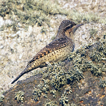Eurasian Wryneck