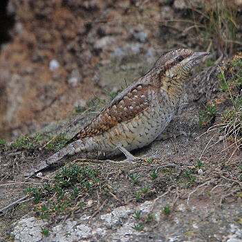 Eurasian Wryneck