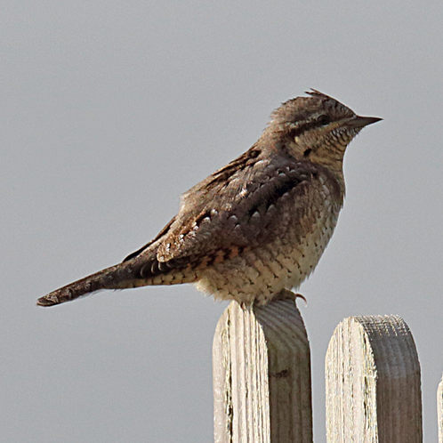 Eurasian Wryneck