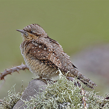 Eurasian Wryneck
