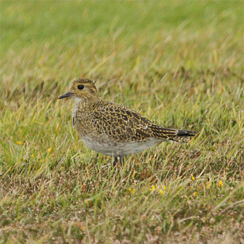 European Golden-plover