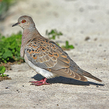 European Turtle-dove