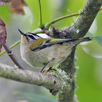 Firecrest