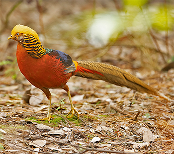 Golden Pheasant