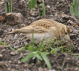 Greater Short-toed Lark