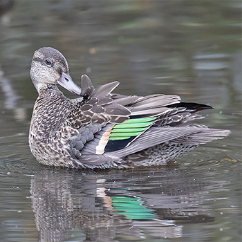 Green-winged Teal