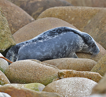 Grey Seal