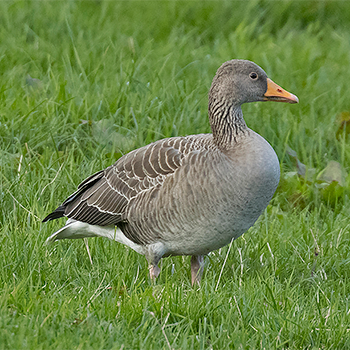 Greylag Goose