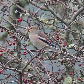 Hawfinch