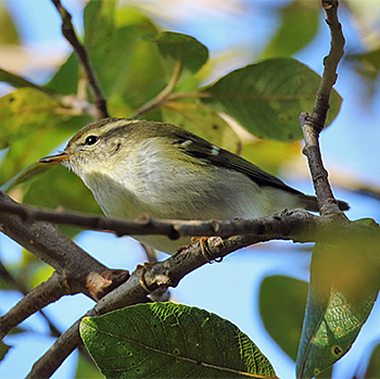 Hume's Warbler