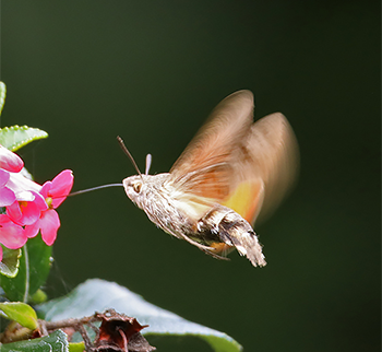 Hummingbird Hawkmoth