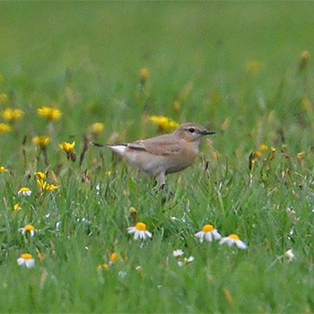 Isabelline Wheatear