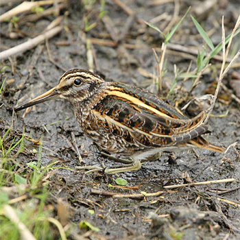 Jack Snipe