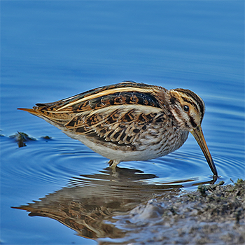 Jack Snipe