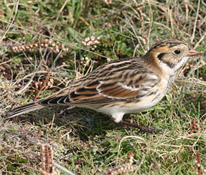 Lapland Longspur
