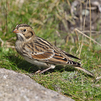 Lapland Longspur