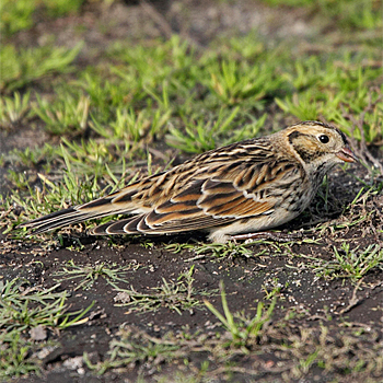 Lapland Longspur