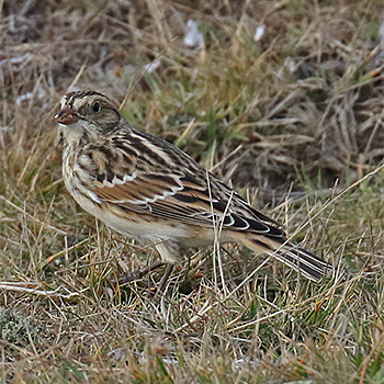 Lapland Longspur