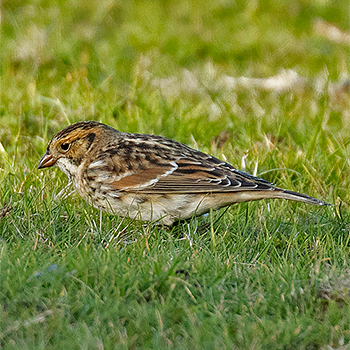 Lapland Longspur