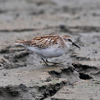 Least Sandpiper
