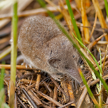Lesser White-toothed Shrew