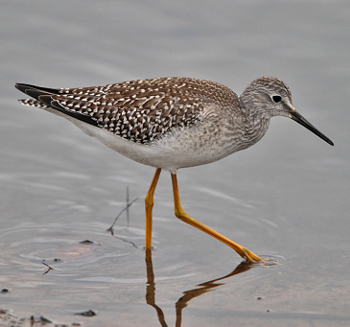 Lesser Yellowlegs