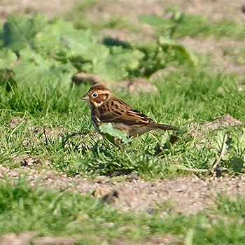 Little Bunting