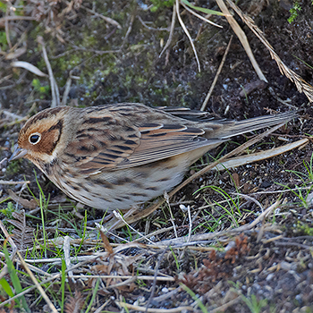 Little Bunting