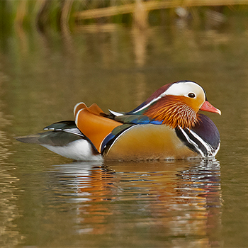 Mandarin Duck