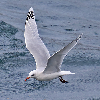 Mediterranean Gull