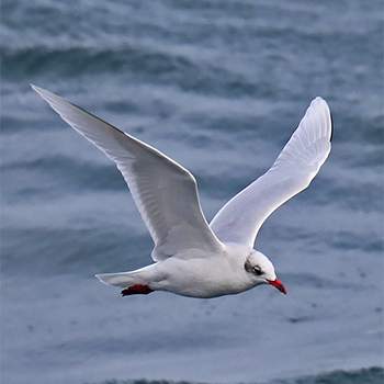 Mediterranean Gull