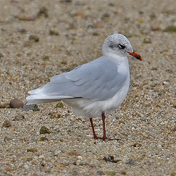 Mediterranean Gull