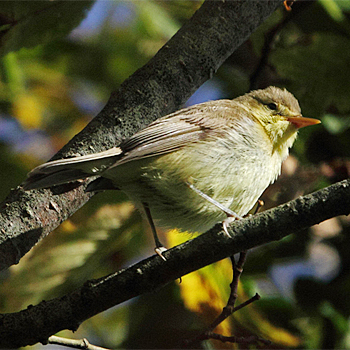 Melodious Warbler