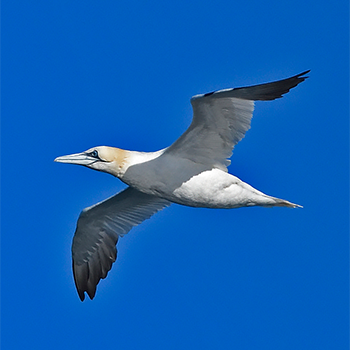Northern Gannet