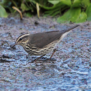 Northern Waterthrush