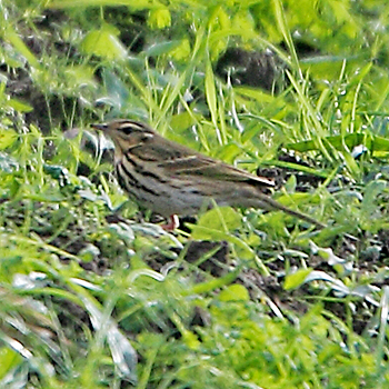 Olive-backed Pipit