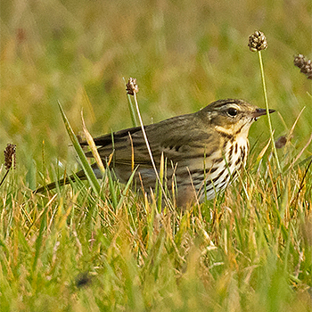 Olive-backed Pipit